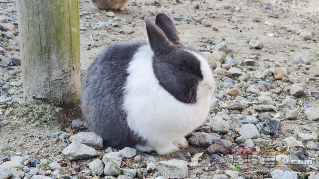 愛知牧場のうさぎ